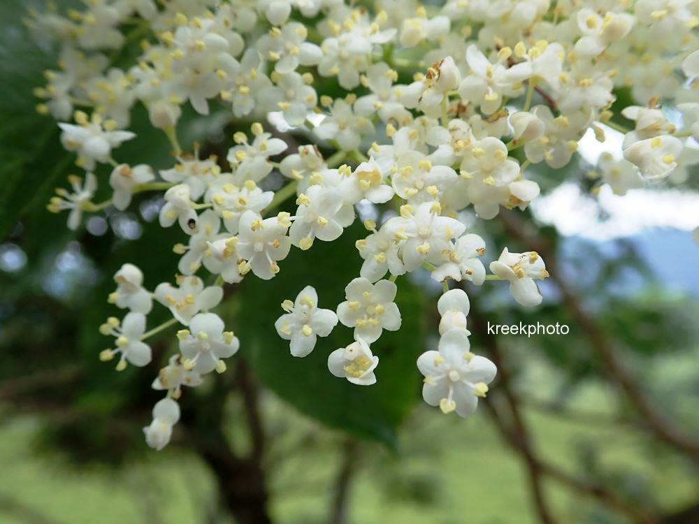 Sambucus nigra
