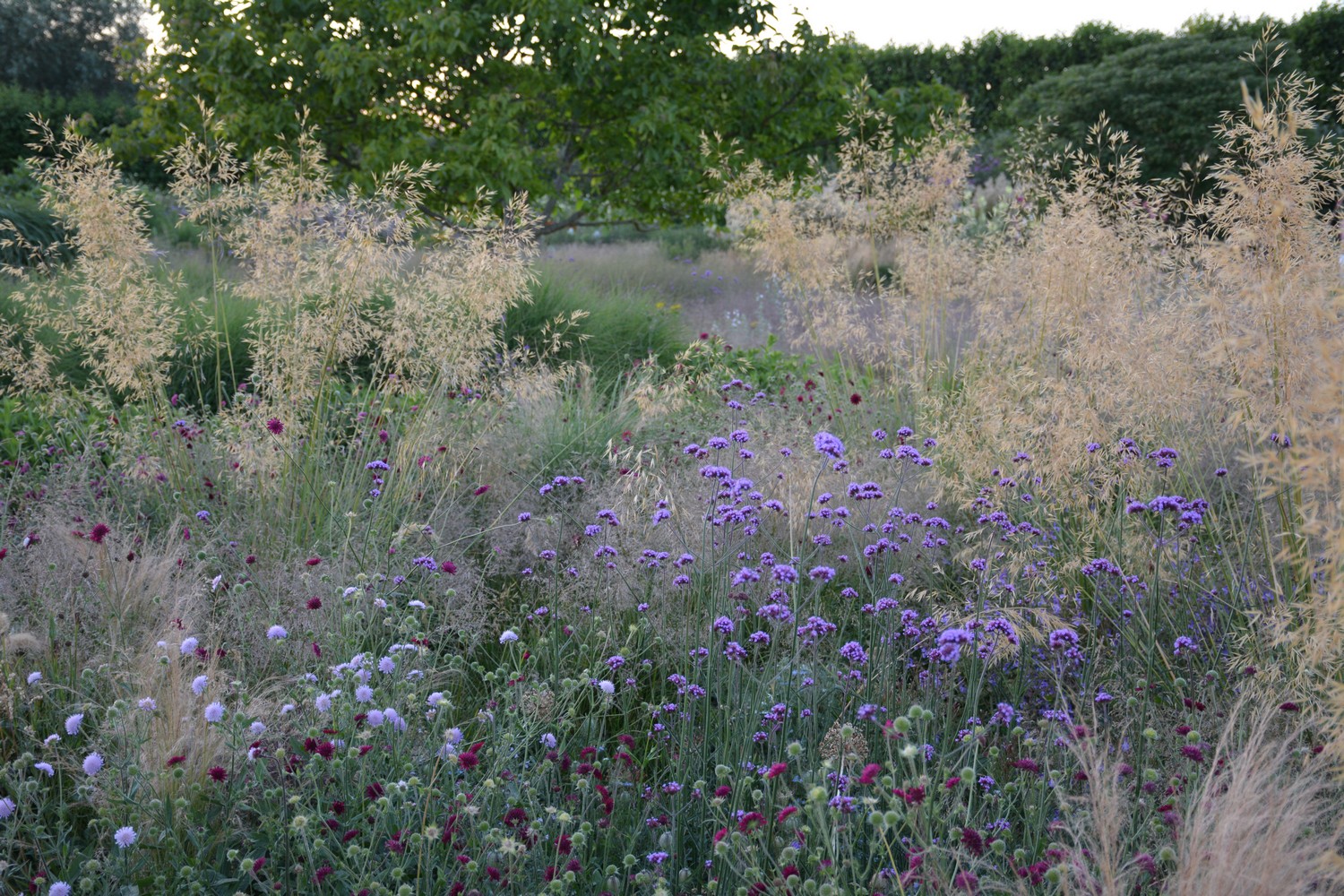Stipa gigantea