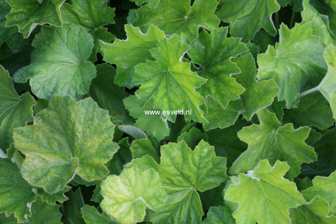 Heuchera villosa 'Autumn Bride' (35078)