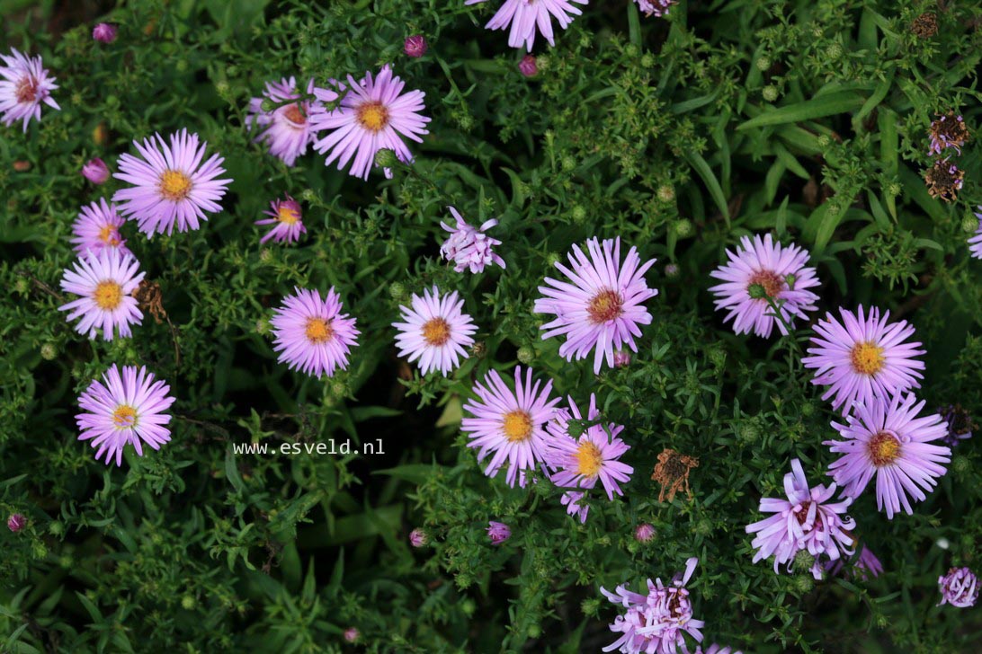 Aster 'Peter Harrison'