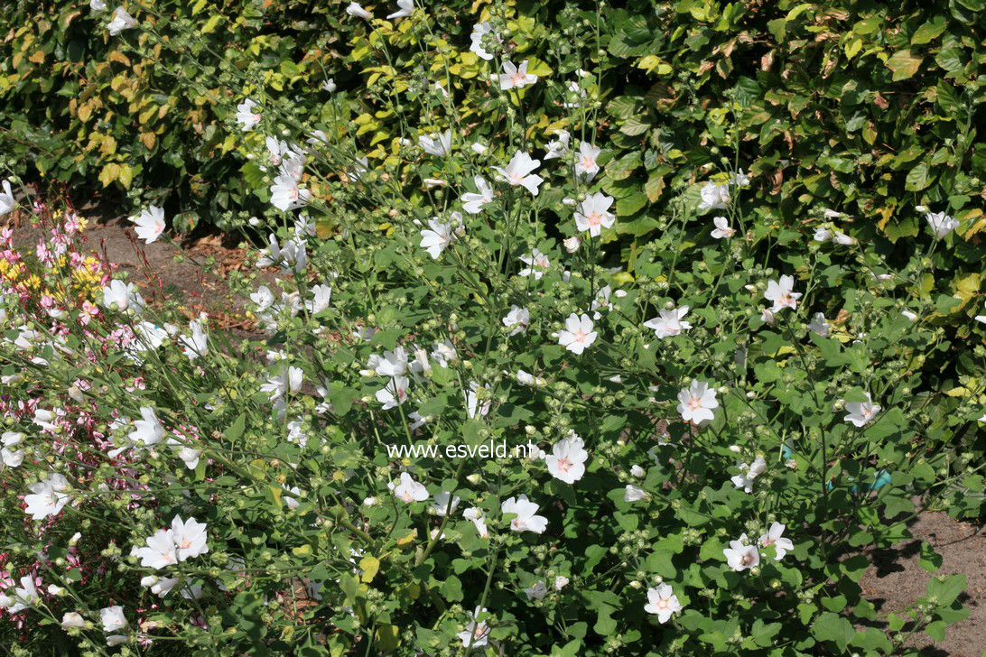 Lavatera 'Frederique' (35233)