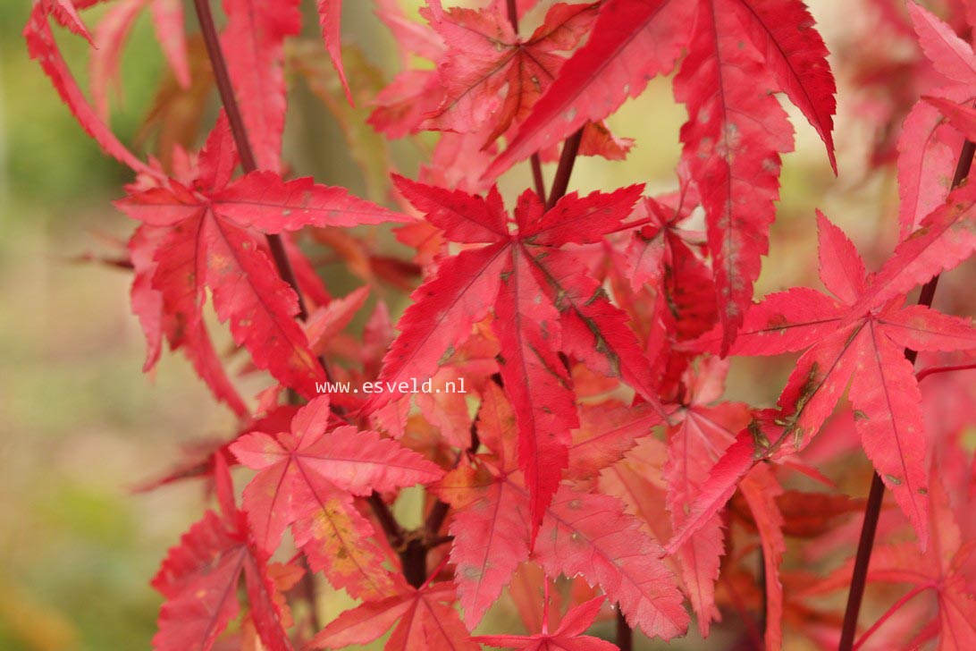 Acer palmatum 'Red Wine'