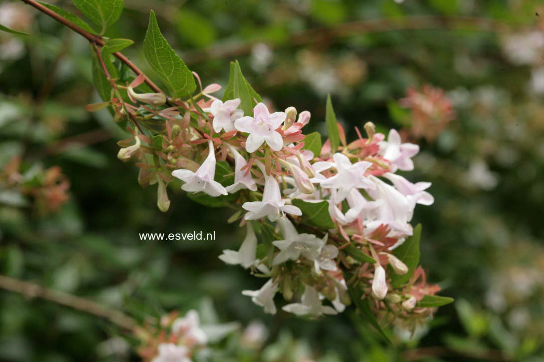 Abelia grandiflora