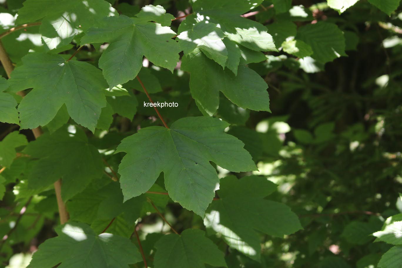 Acer opalus