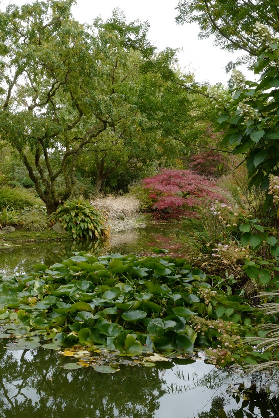 Acer palmatum 'Garnet'