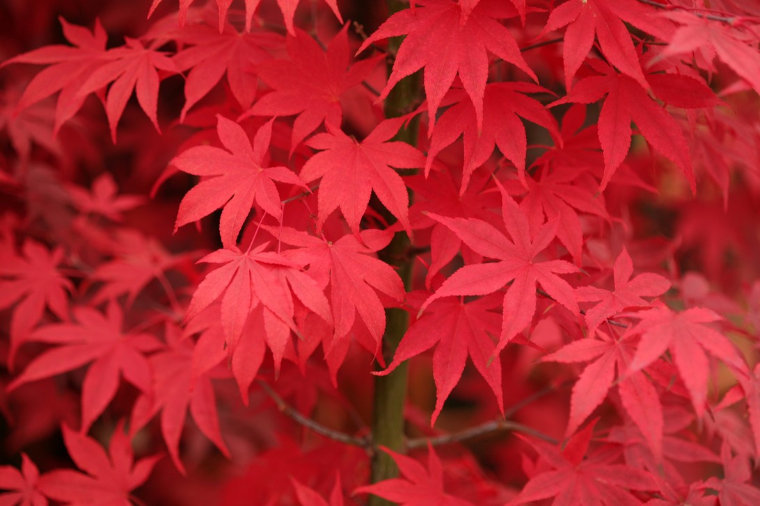 Acer palmatum 'Osakazuki'