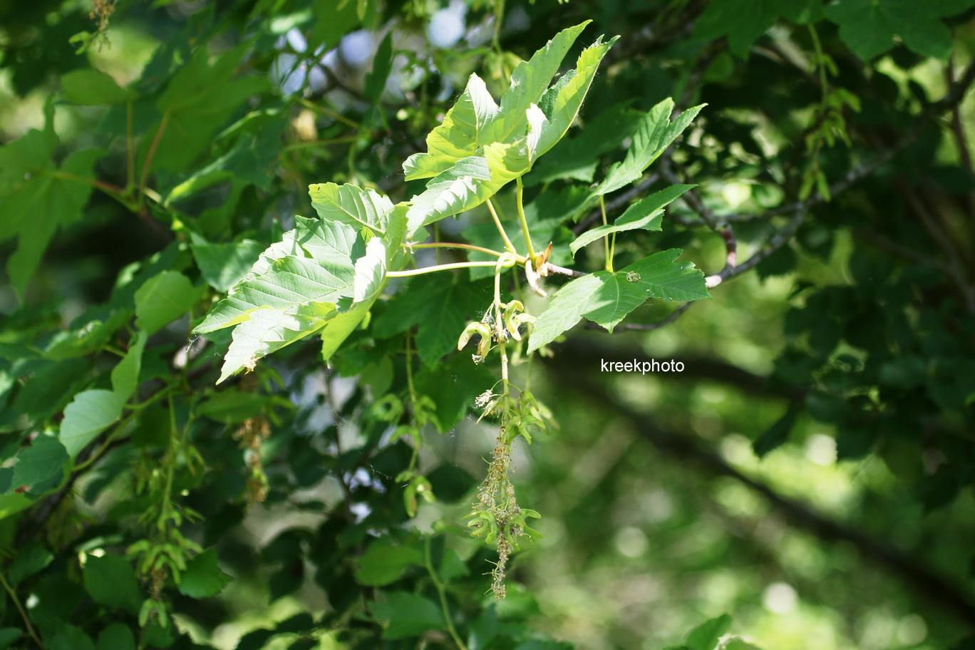 Acer pseudoplatanus