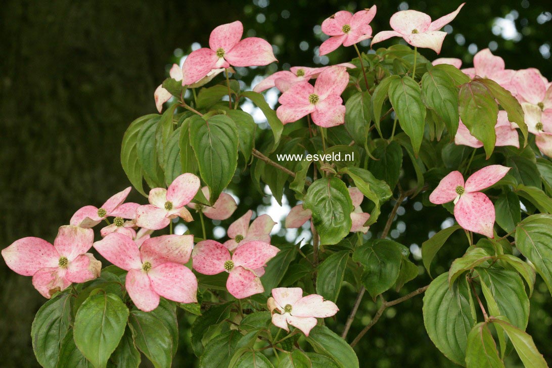 Cornus kousa 'Satomi'