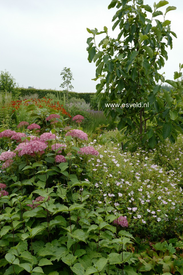 Hydrangea arborescens 'Ncha1' (INVINCIBELLE SPIRIT)