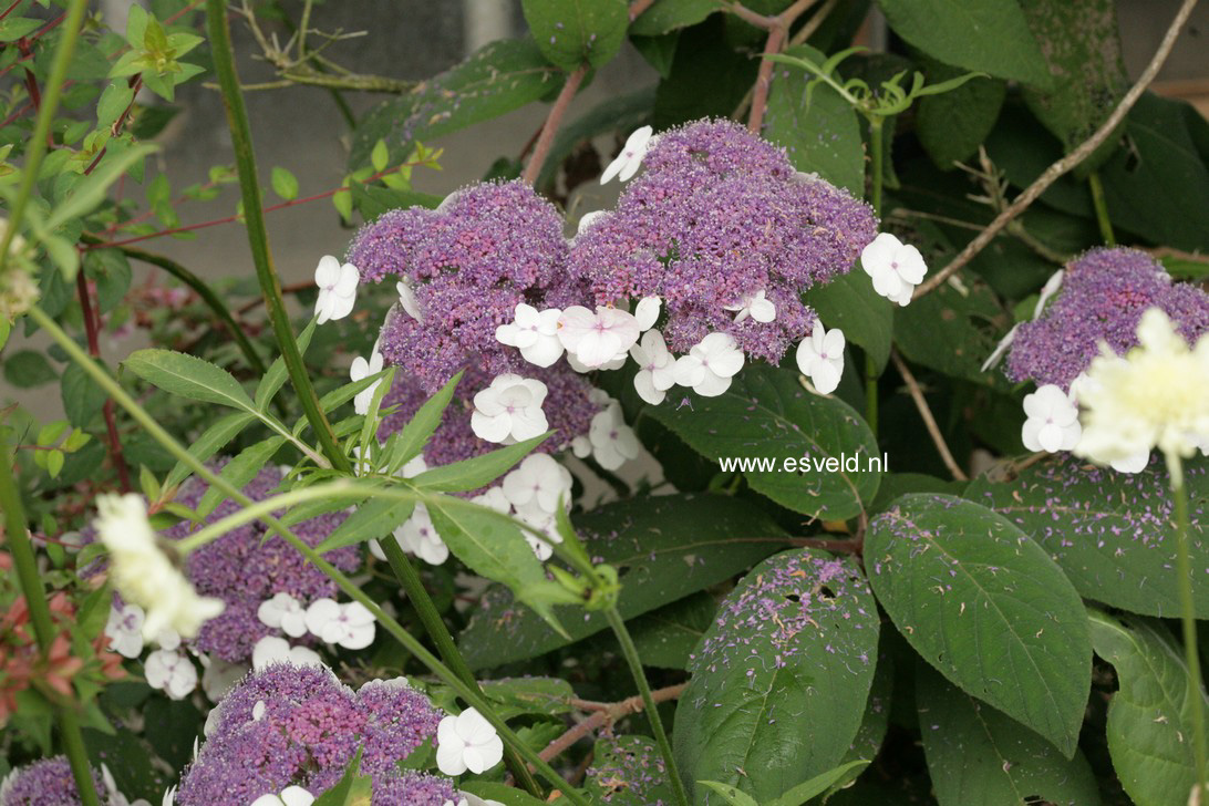 Hydrangea aspera 'Macrophylla'