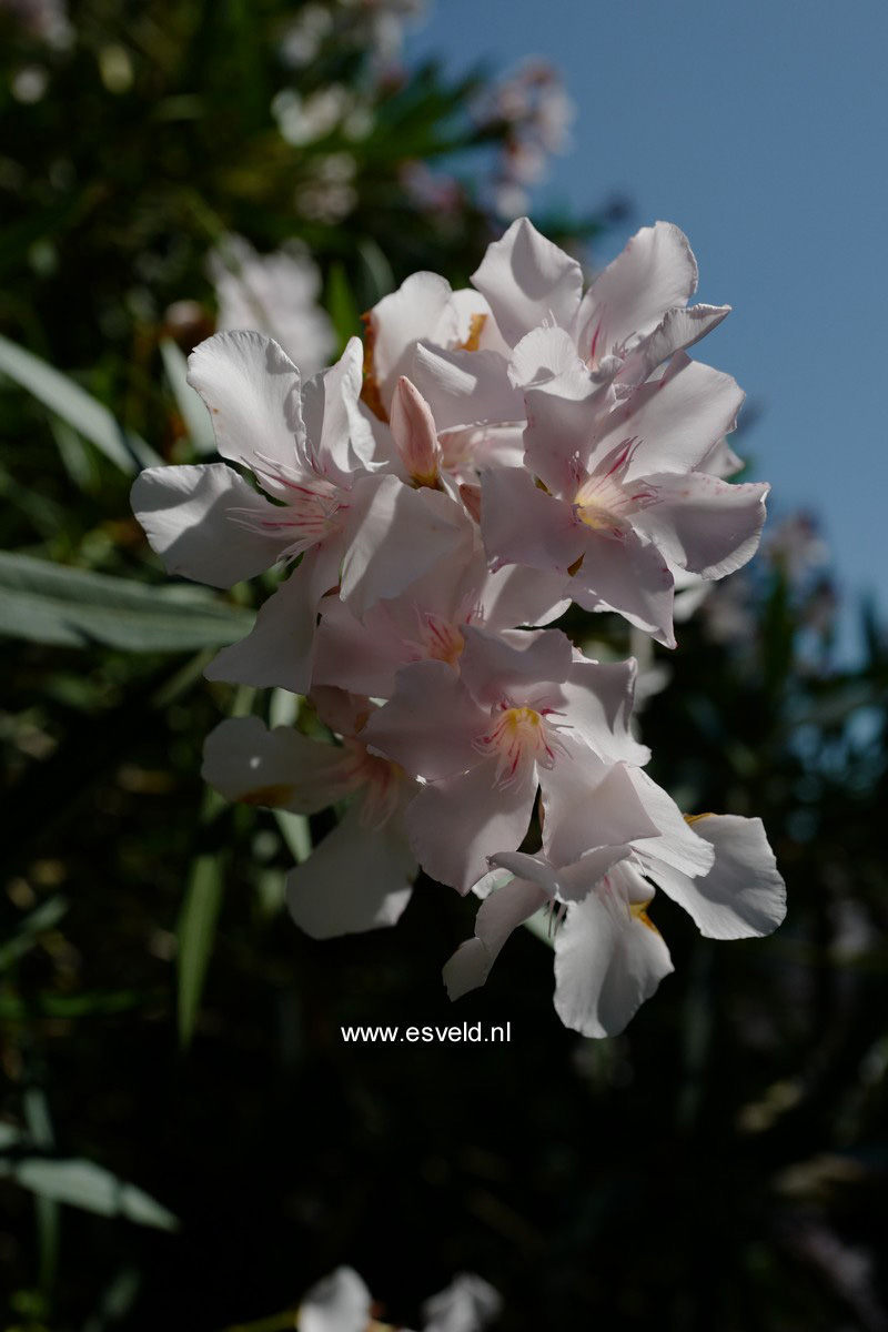 Nerium oleander
