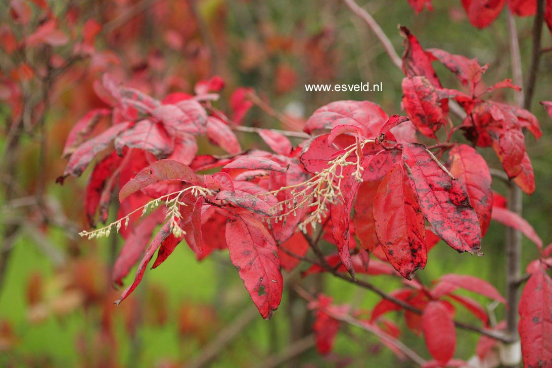 Oxydendrum arboreum