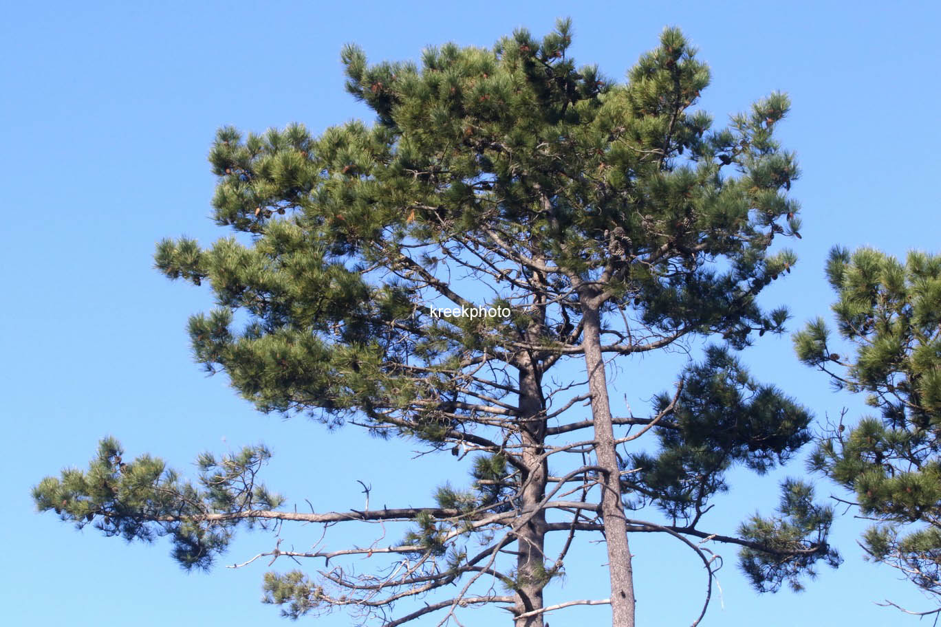 Pinus halepensis