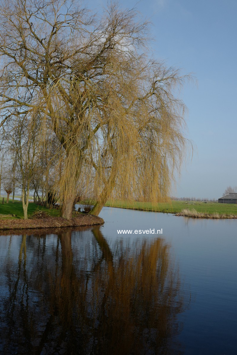 Salix sepulcralis 'Chrysocoma'