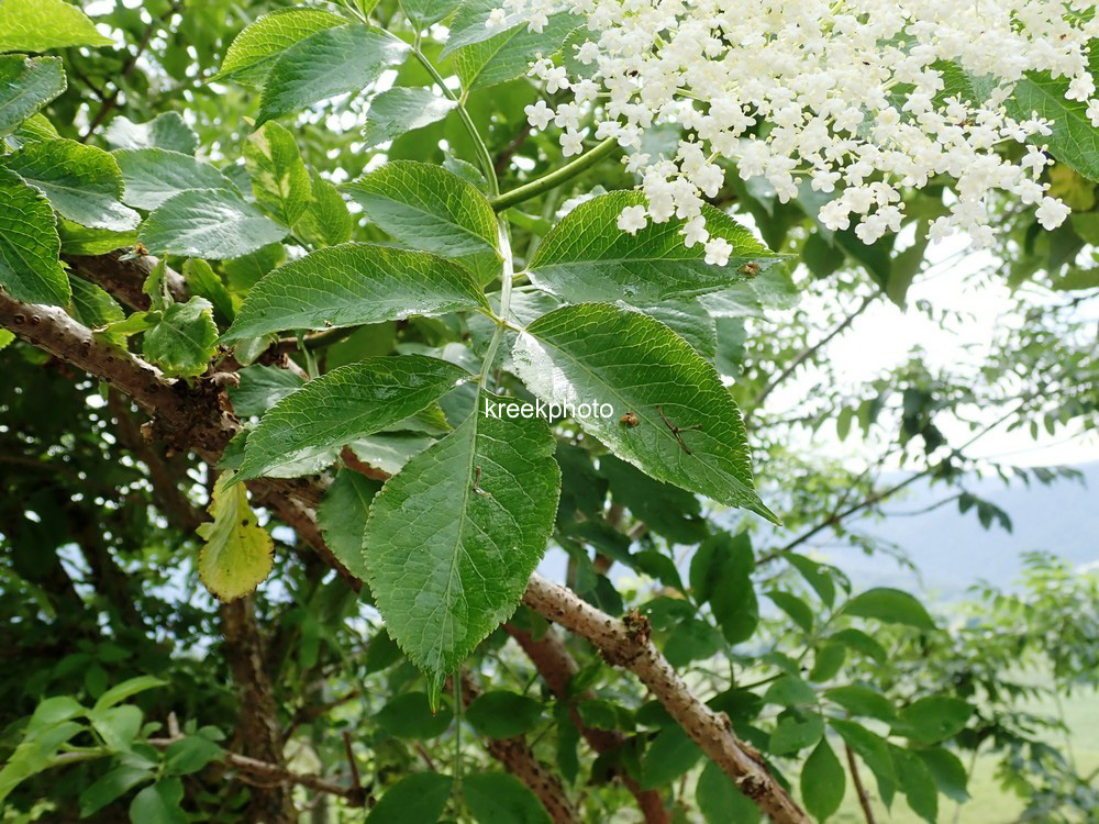 Sambucus nigra