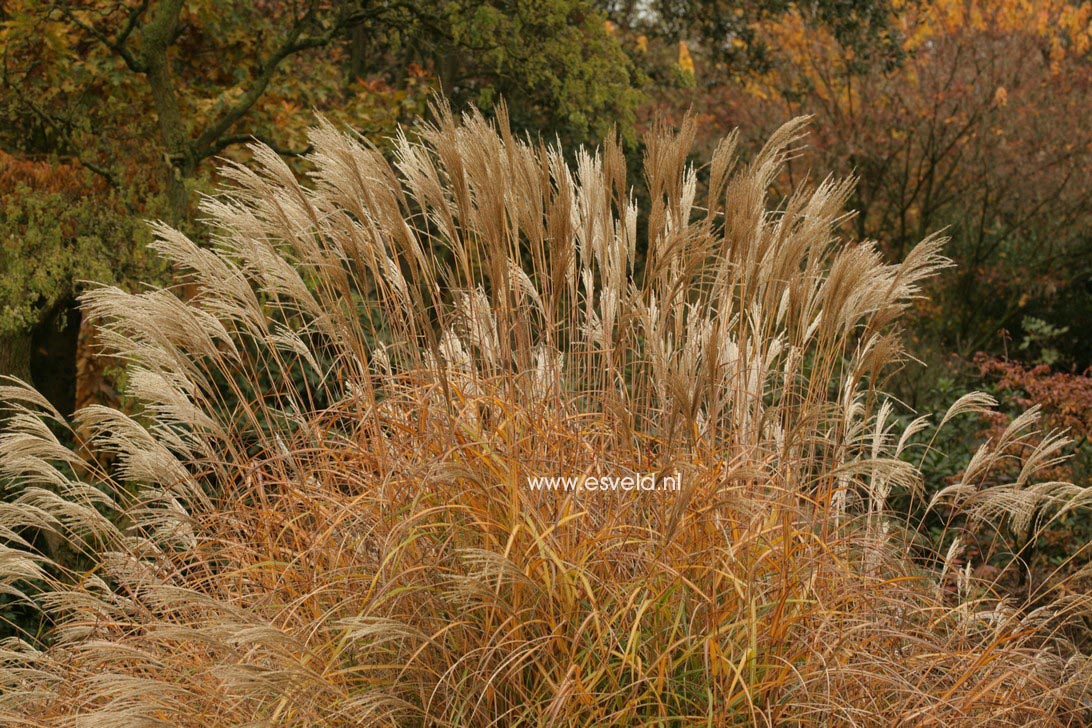 Miscanthus sinensis 'Hermann Müssel'