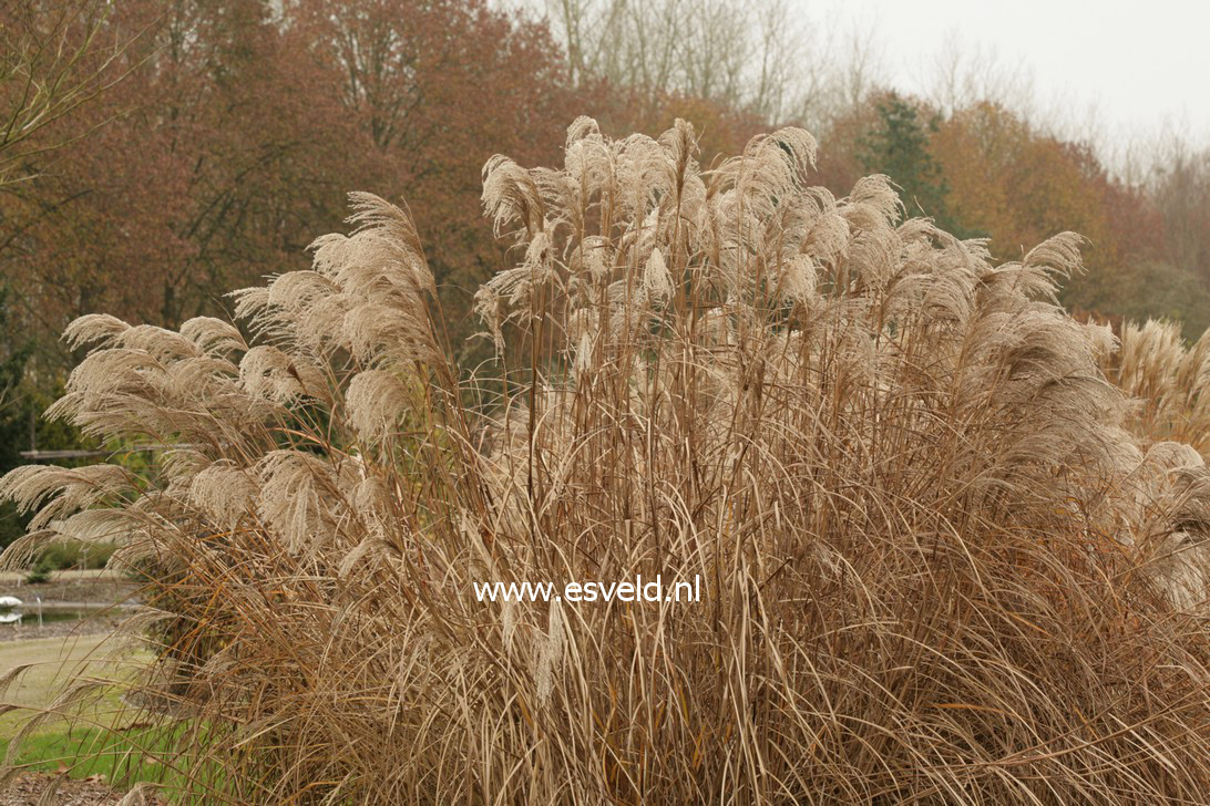 Miscanthus sinensis 'Haiku' (36922)