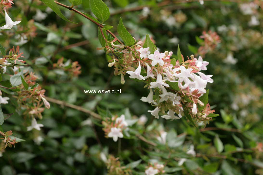 Abelia grandiflora