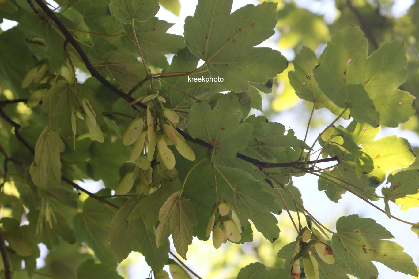 Acer opalus