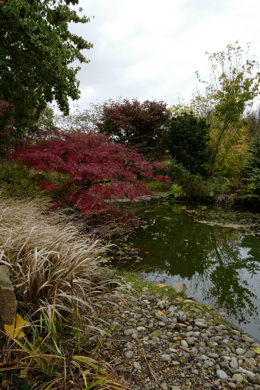 Acer palmatum 'Garnet'