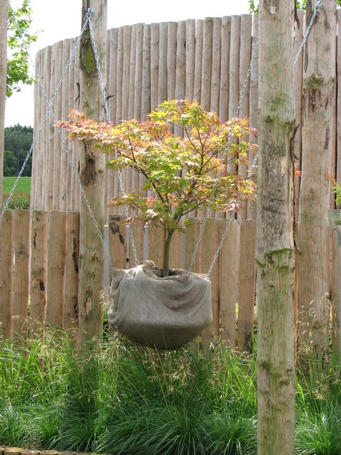 Acer palmatum 'Osakazuki'