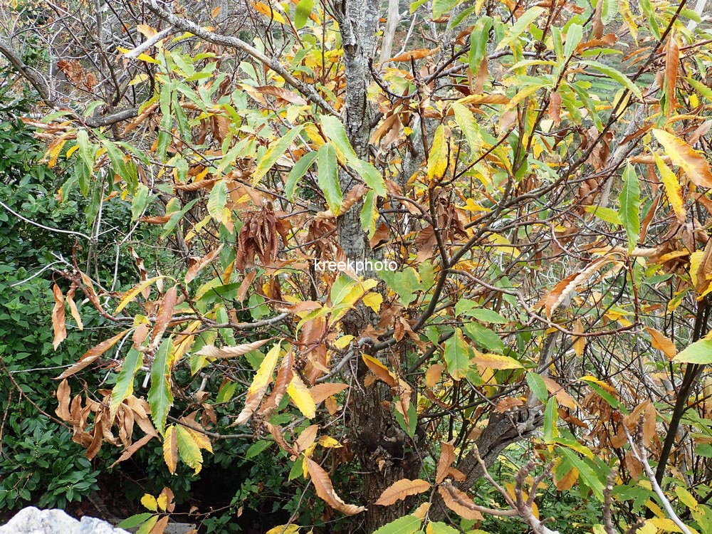 Castanea sativa