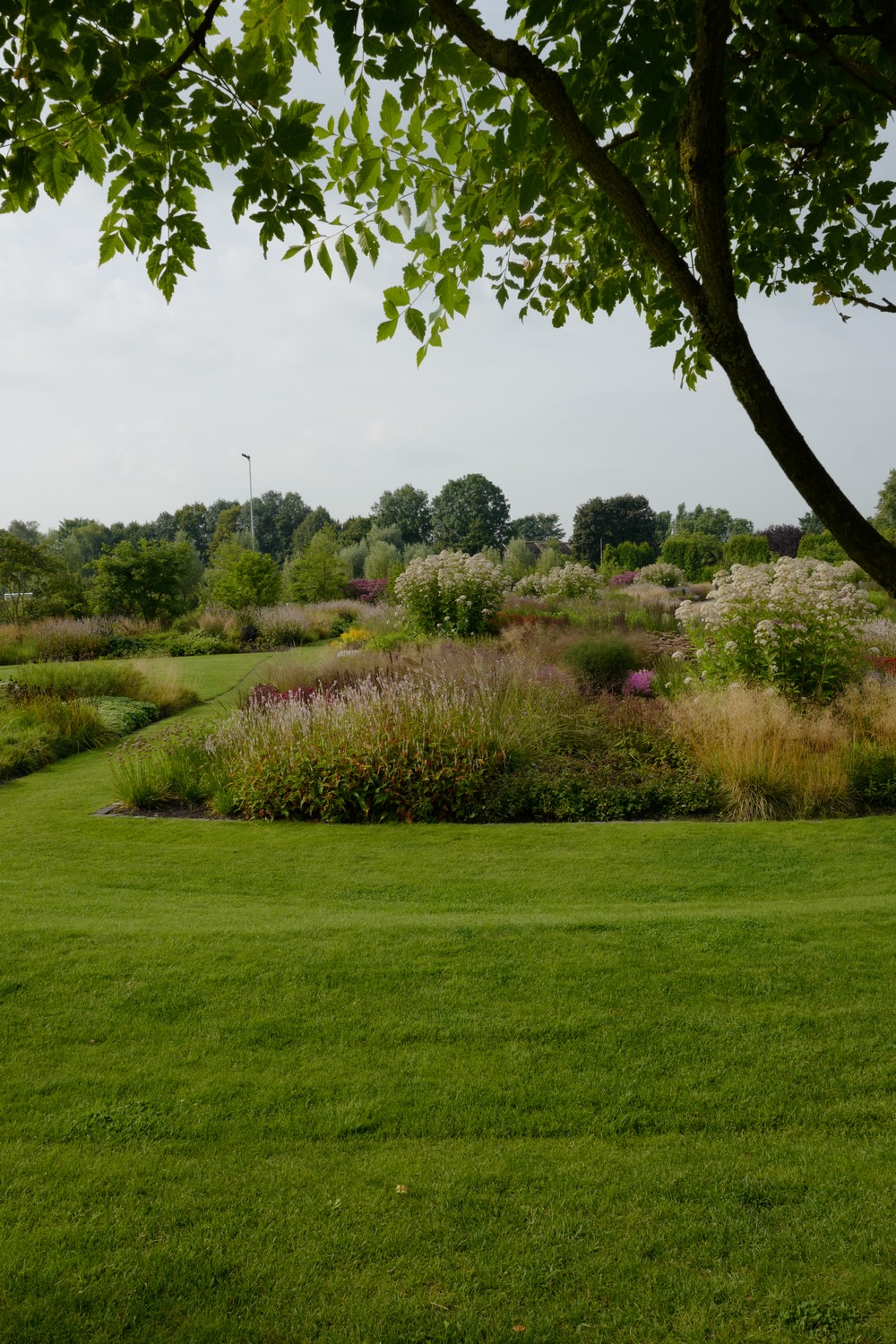 Koelreuteria paniculata
