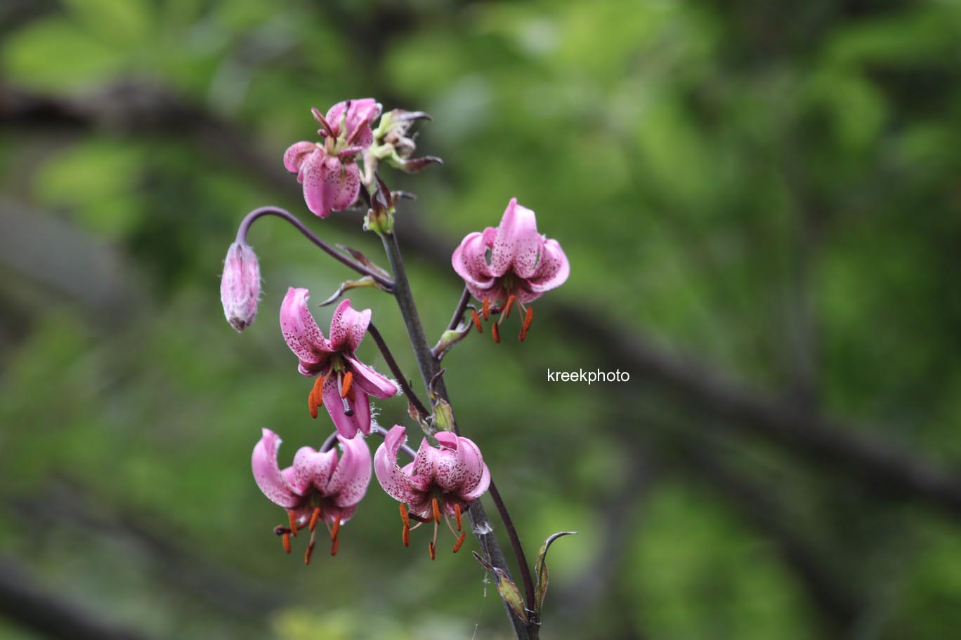 Lilium martagon