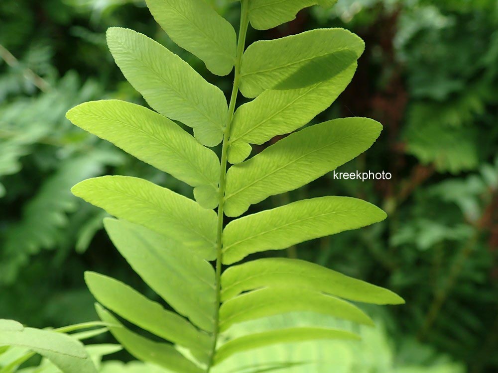 Osmunda regalis