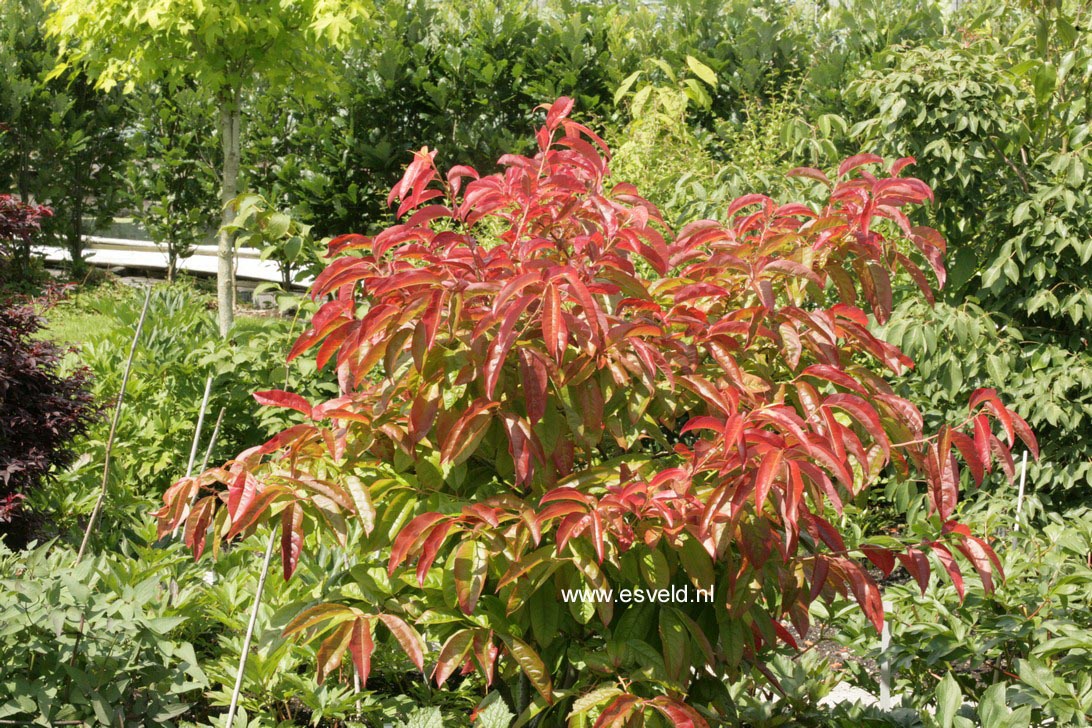 Oxydendrum arboreum