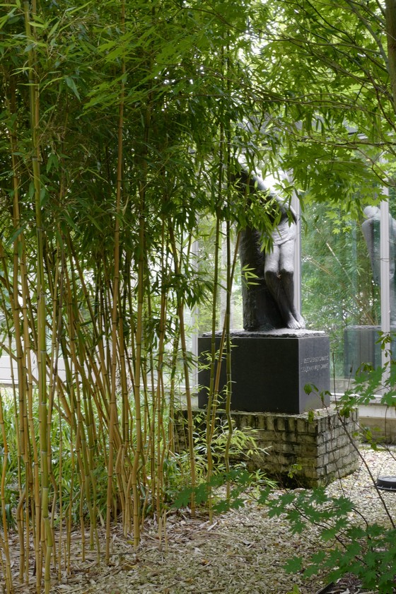 Phyllostachys aureosulcata 'Spectabilis'