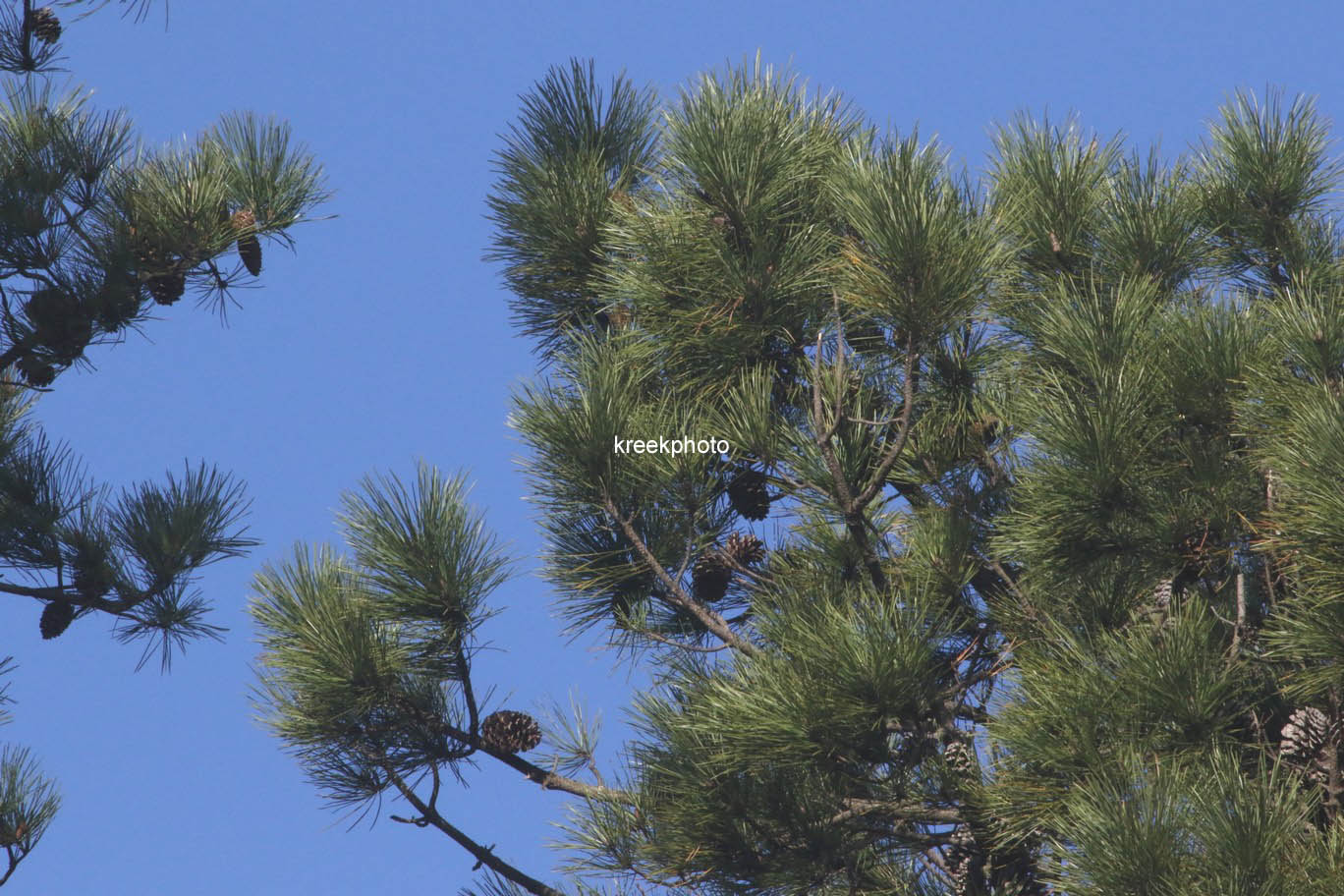 Pinus halepensis
