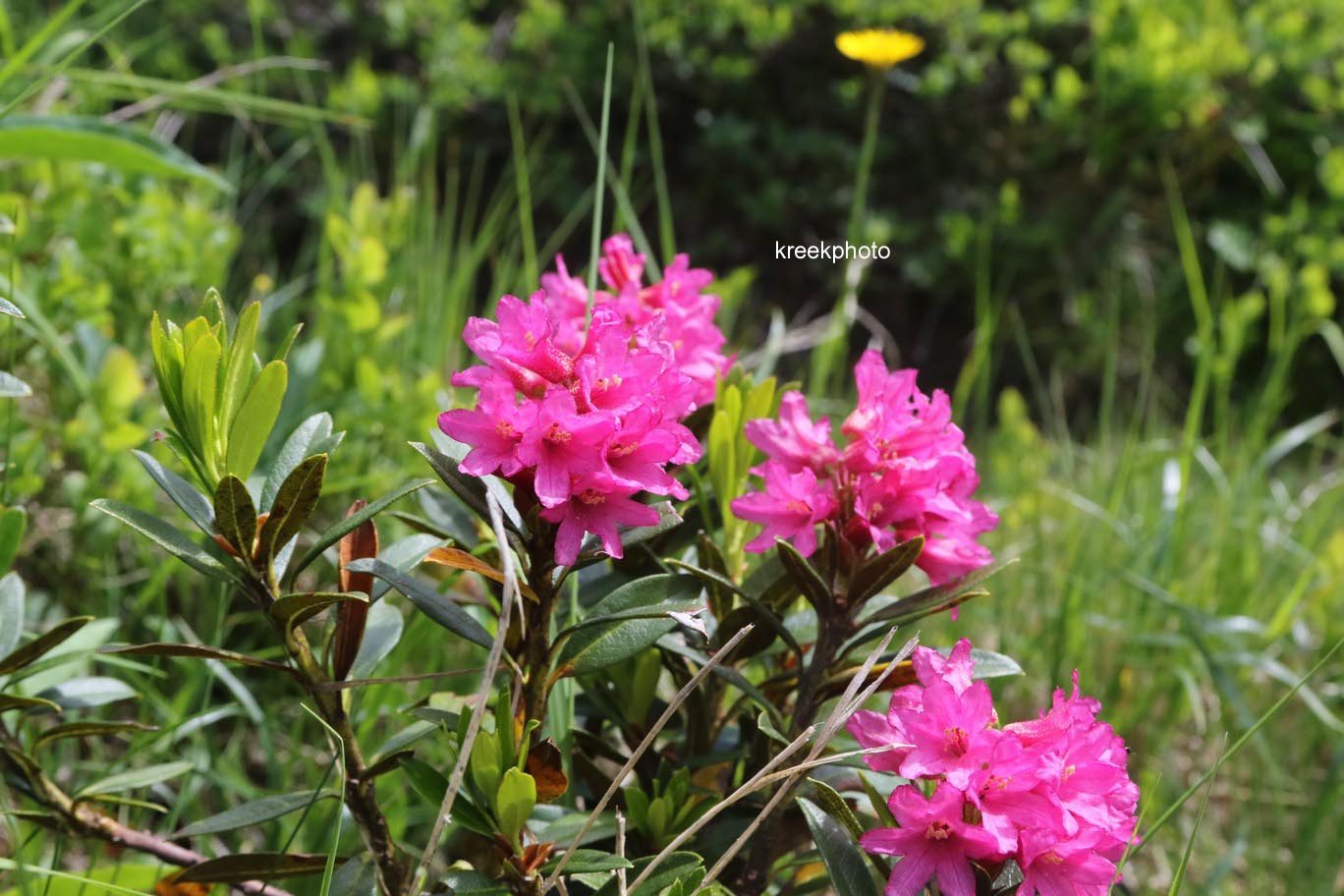 Rhododendron ferrugineum