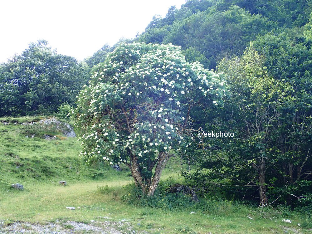Sambucus nigra