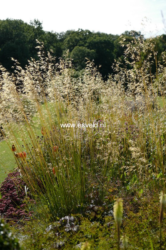Stipa gigantea