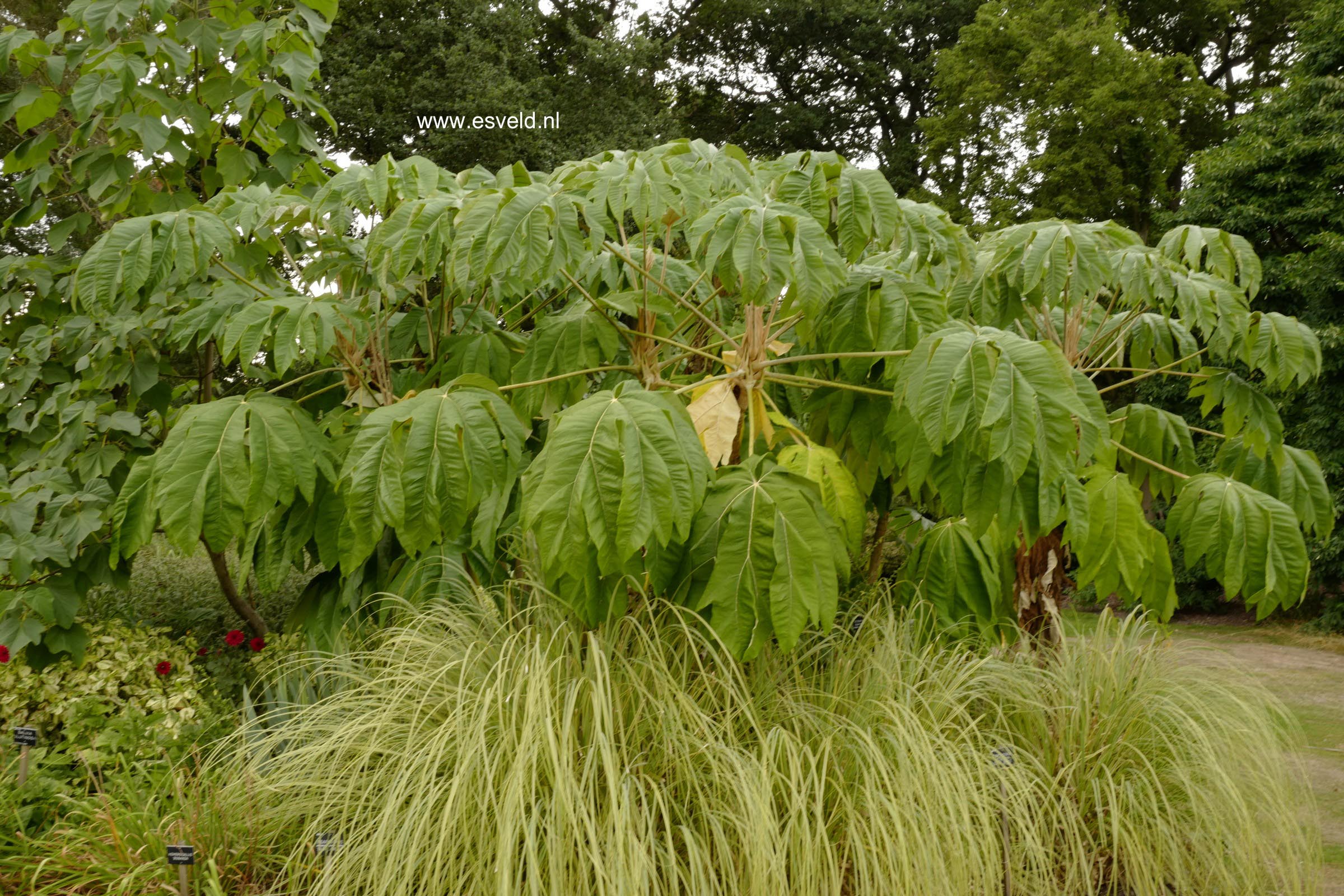Tetrapanax papyrifer