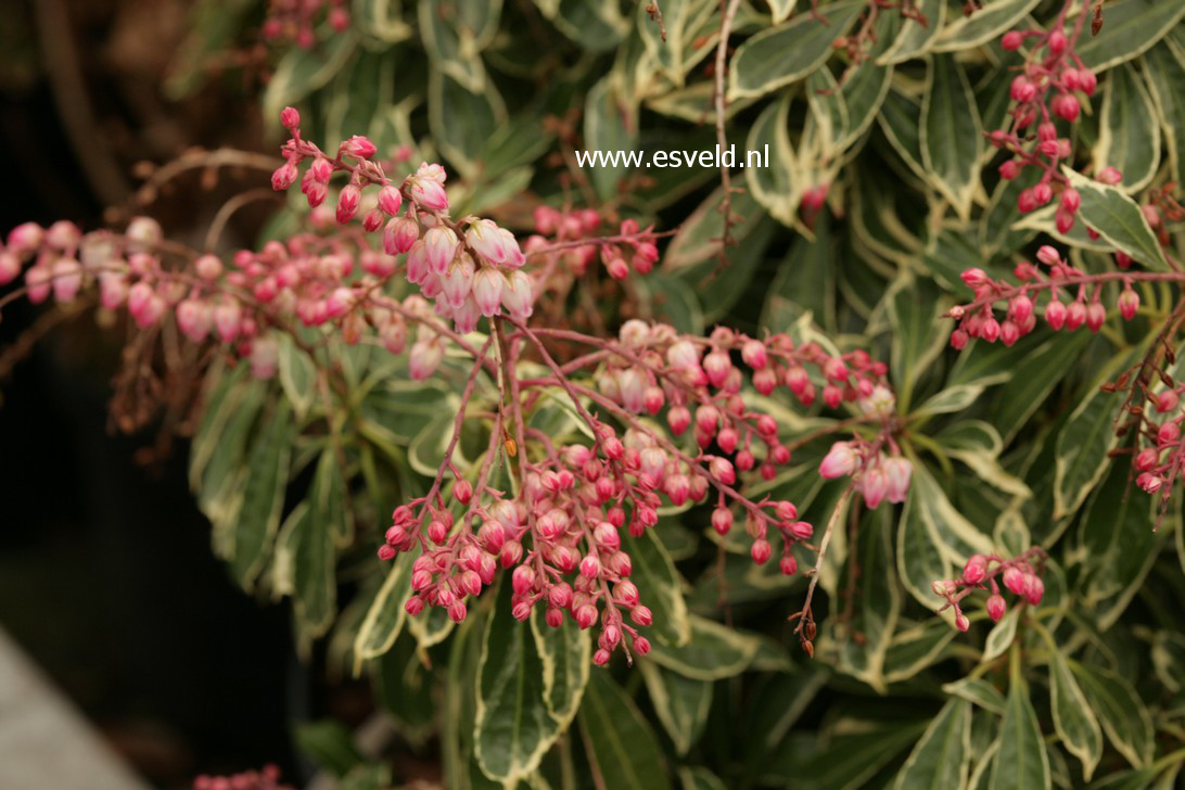 Pieris japonica 'Ralto'
