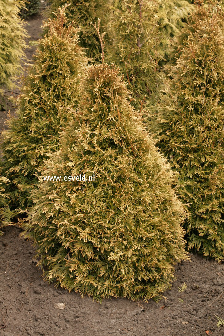 liquidambar styraciflua variegata Buy Liquidambar styraciflua 'Gold Dust' Variegated Sweet Gum — Mr Maple │  Buy Japanese Maple Trees main image 0