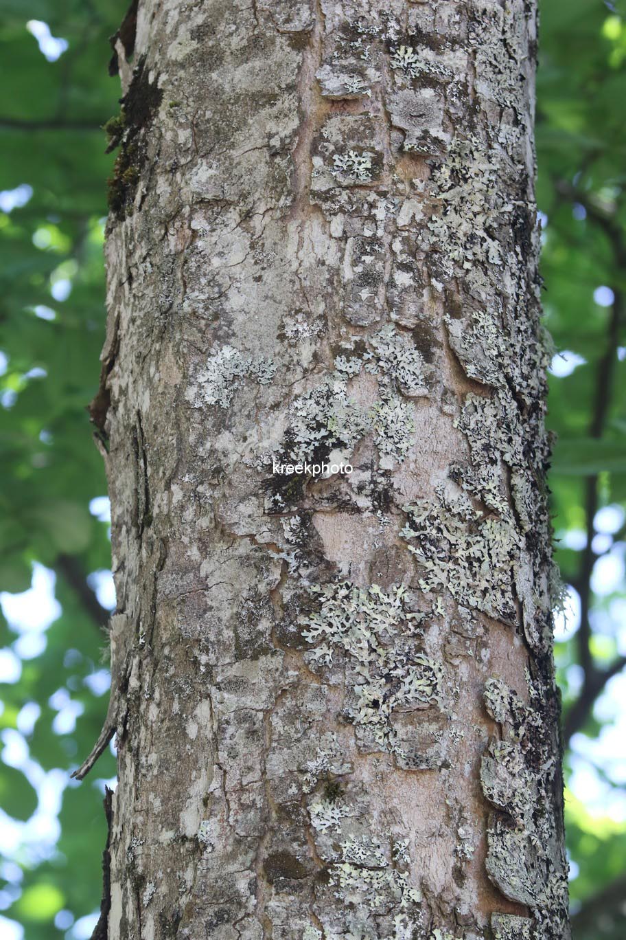 Acer opalus