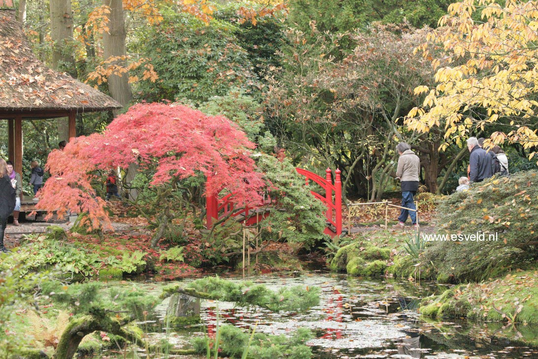 Acer palmatum 'Ornatum'