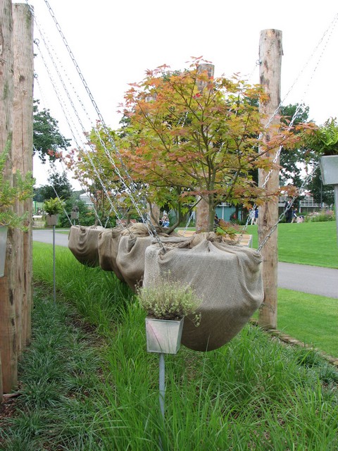 Acer palmatum 'Osakazuki'