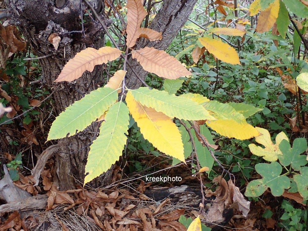 Castanea sativa