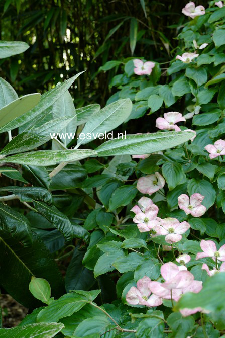 Cornus kousa 'Satomi'