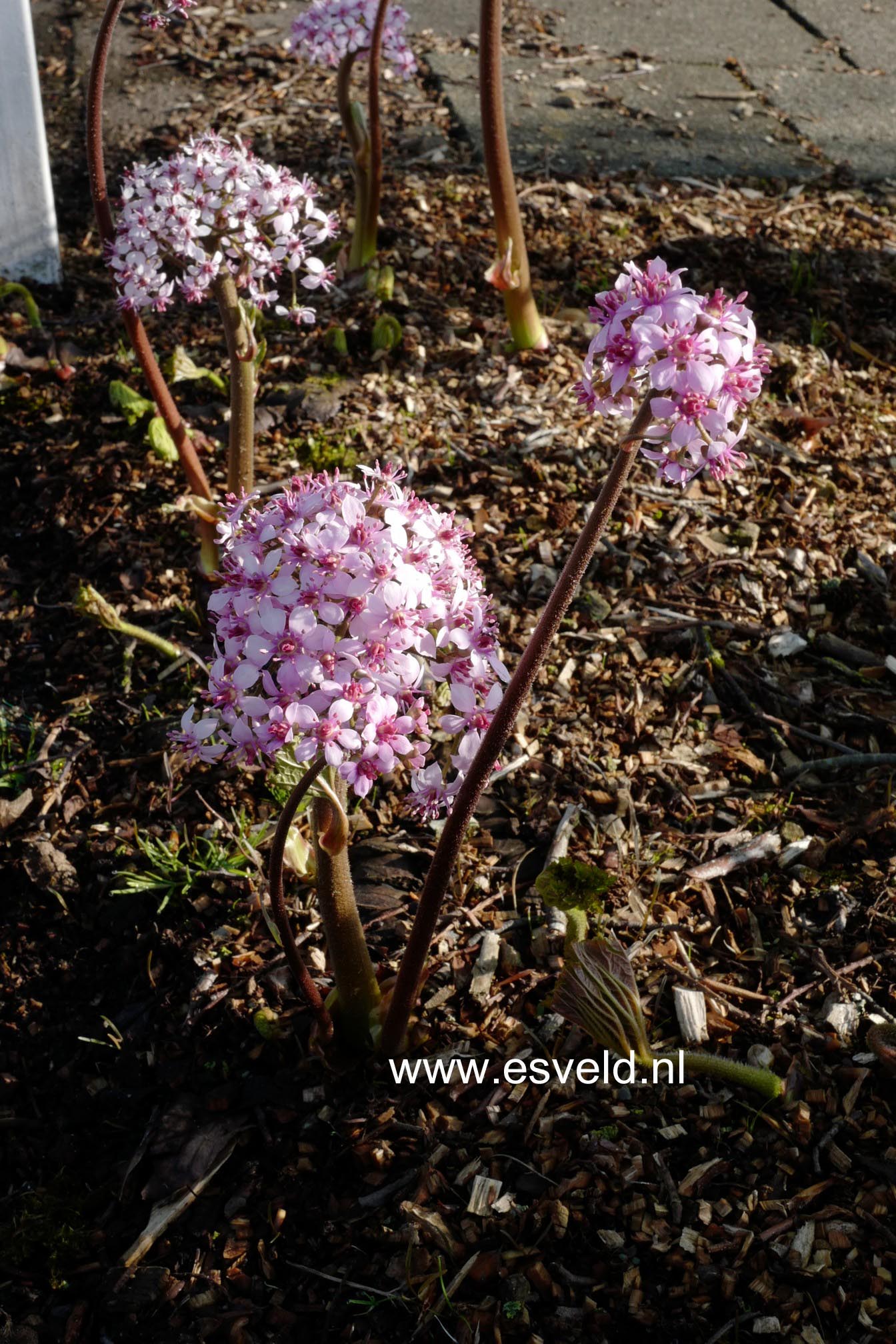 Darmera peltata