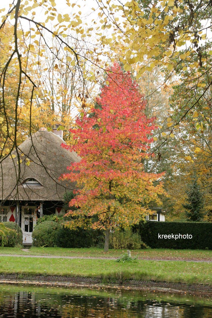 Liquidambar styraciflua