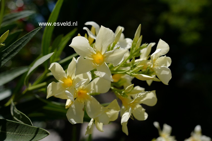 Nerium oleander