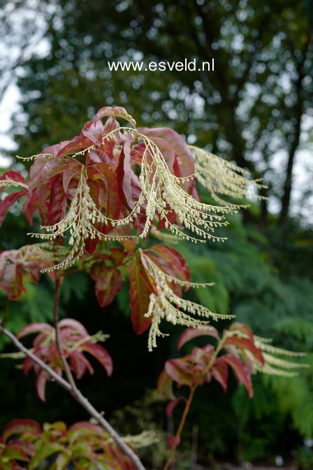 Oxydendrum arboreum