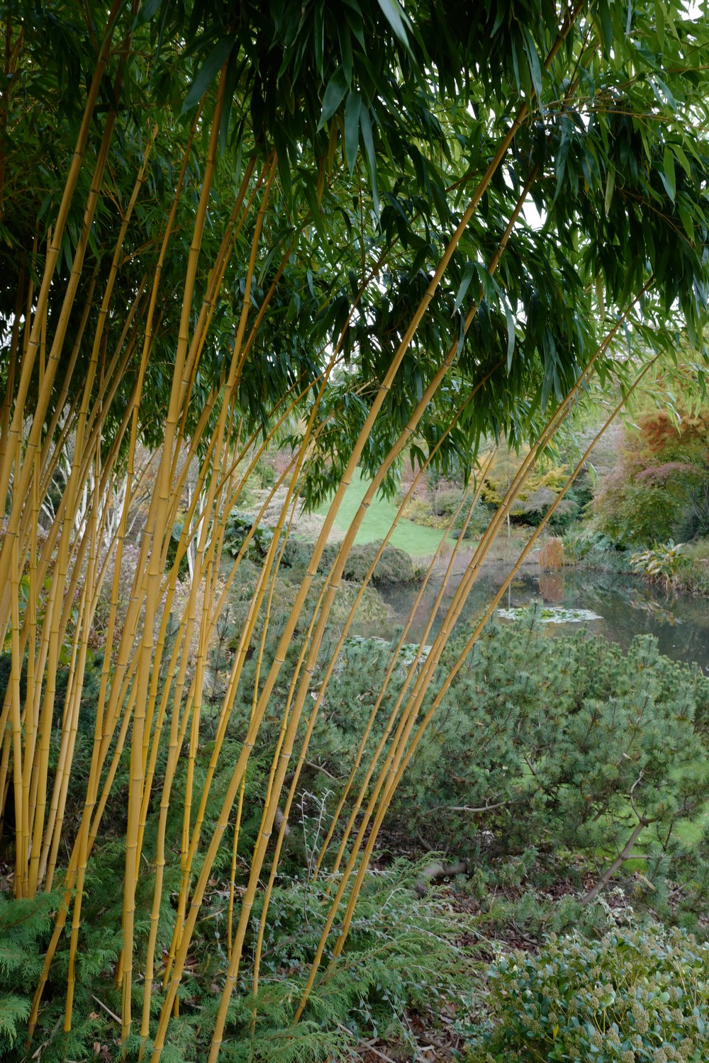 Phyllostachys aureosulcata 'Spectabilis'