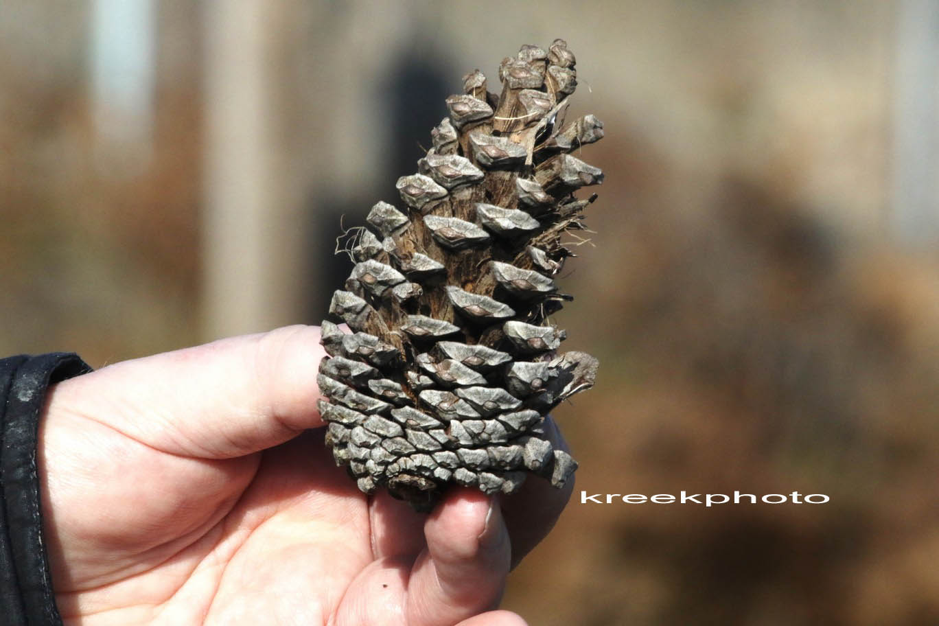 Pinus halepensis