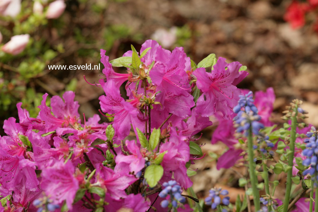 Azalea 'Matterhorn' (38025)